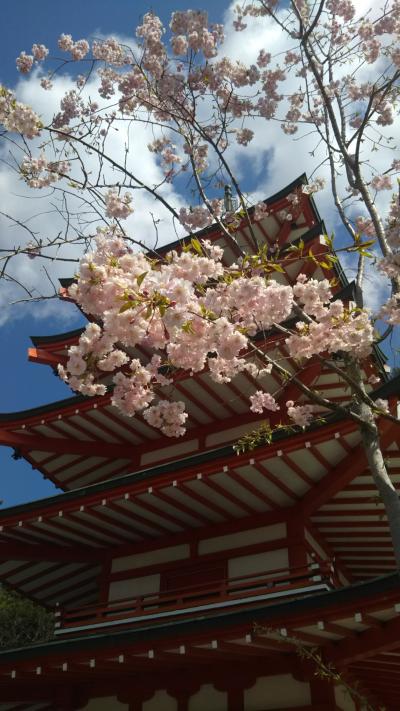 次男夫婦と美味しいドライブ旅　また伊豆になってしまった(';')①