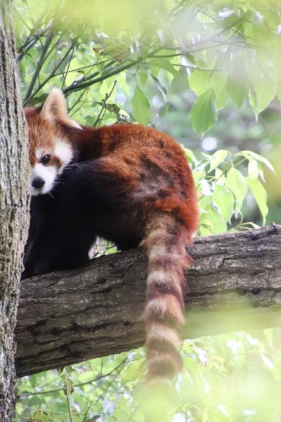 GW明けにもう一度埼玉こども動物自然公園（北園）初夏の緑の中でみやびちゃんとリンちゃん＆ちょっと大きくなった動物赤ちゃんやアニマルステージ