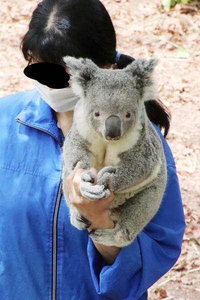 GW明けにもう一度埼玉こども動物自然公園（東園）コアラのピリーくんの抱っこ出勤やっと見られた！～カンガルーもワラビーも赤ちゃんちらり