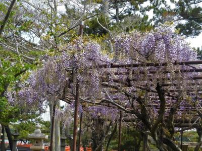 ２０２１年４月　山口県・宇部市　常磐公園に花を見に行きました。その１　椿、シャクナゲ、藤など