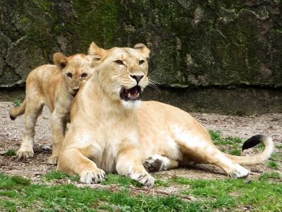 九州・中国動物園めぐり⑤【広島市安佐動物公園 2019/03/11①】