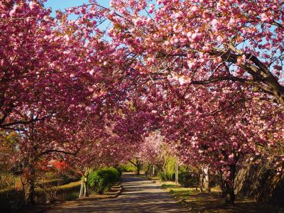 あっと言う間に天平の丘公園の八重桜も見頃になったので行ってきました