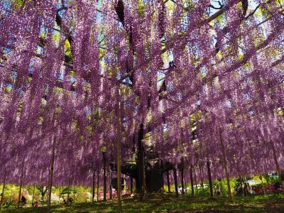 あしかがフラワーパーク２０２１年最も開花の早かったふじのはな物語、大藤棚が見頃でとても綺麗だった