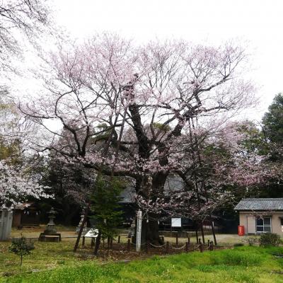 「長柄神社」のエドヒガンザクラ_2021_3月25日には、開花が進んでいました。（群馬県・邑楽町）