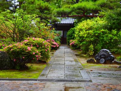 五月雨に眩い新緑～妙心寺塔頭の門前でサツキを愛でる～