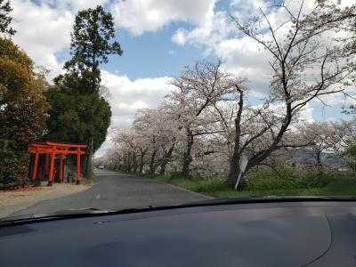 コロナ対策で車中からの花見～毎年恒例の佐保川の桜を車から楽しみました(^_-)-☆
