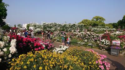 ５月上旬の『横浜ローズウィーク』の時期に、山下公園のばら園を堪能。