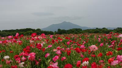 筑波山とポピー&薔薇(小貝川ふれあい公園といばらきフラワーパーク)