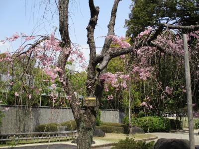 ２０年ぶりに鵜の森公園の満開の桜を見てきました。泗翠庵でお抹茶を美味しかったです。近場の紫陽花撮り。