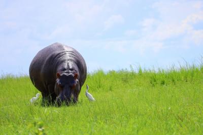 ’20サラリーマンでも行けるボツワナ⑦【続ボートサファリで見るアニマルサンクチュアリ後編2/10PM】