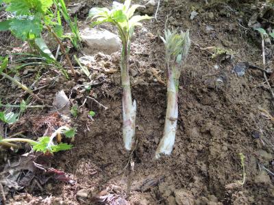 今年も最強春山菜“根曲がり竹”採ったど～