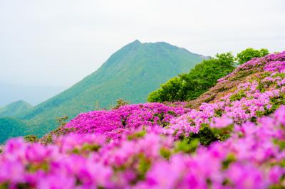 鶴見岳のミヤマキリシマ　2021