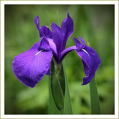 Solitary Journey［2063］初夏の八幡湿原に咲く紫色のカキツバタ観賞と山奥の廃校・小学校跡巡り＜芸北八幡高原＞広島県北広島町