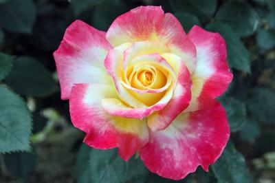 2021 薔薇巡り、あちらこちらへの旅