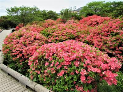 2021年5月那須高原八幡のつつじの花がとても綺麗でした。
