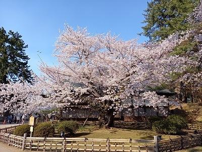 観桜の東北. 大人の休日倶楽部パスで行く《弘前》《盛岡》《角館》2021