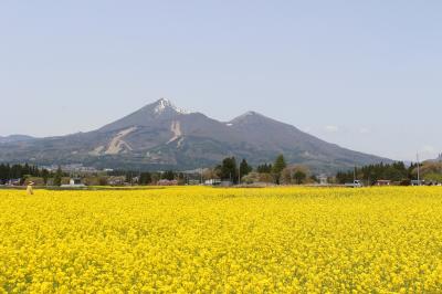 猪苗代ハーブ園へ菜の花を見にいってみました