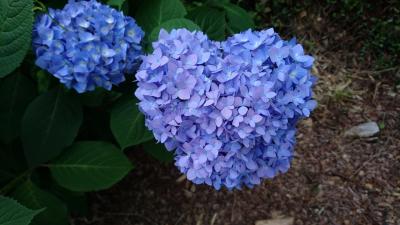 【Day out w/ N】紫陽花がきれいな季節です、ちょっとだけ歩きましょう。<普門寺>