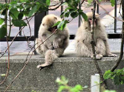 2021年5月29日、福島県甲子トンネルで野生の猿の親子を見ました。