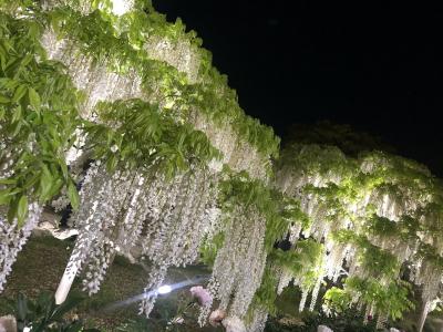 寄るや藤波　白き波　香りの渦に泳ぐ夜　あしかがフラワーパークⅡ