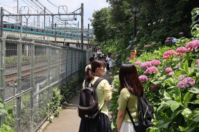 王子飛鳥山　線路沿いのあじさい