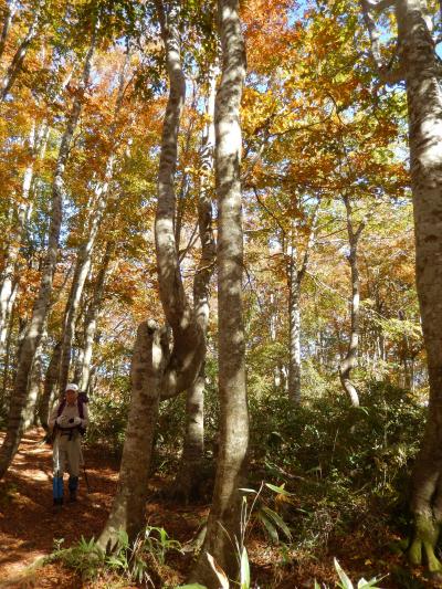 ブナ林がとっても綺麗な山です