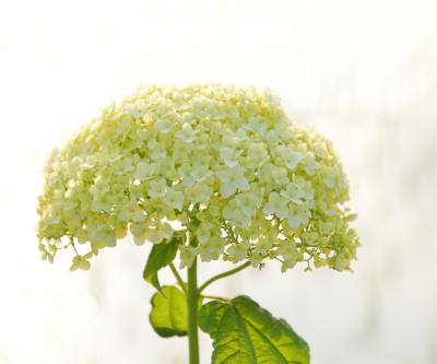 生活の維持に必要な屋外での運動６　～夕涼みに紫陽花公園へ～