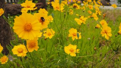 越前海岸でソロキャンプ 5月29日~30日