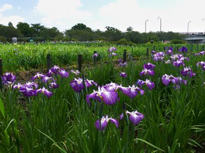 「つつじが岡第二公園」のハナショウブ_2021_咲き始めました。（群馬県・館林市）