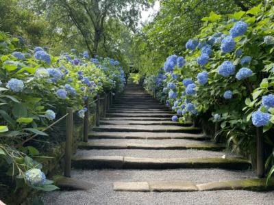 2021年6月 鎌倉の紫陽花めぐり