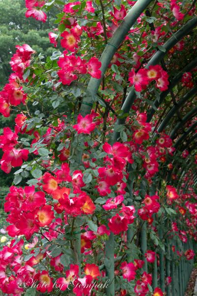 雨上がりのバラ園で、雫をまとった美しい薔薇たちを愛でる