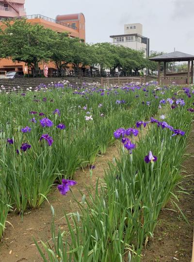 潮来あやめまつりと御朱印めぐり