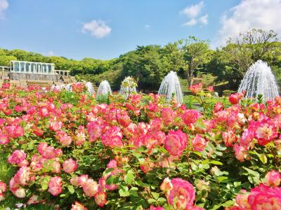 バラに包まれた須磨離宮公園～須磨寺&須磨海浜水族園へ♪