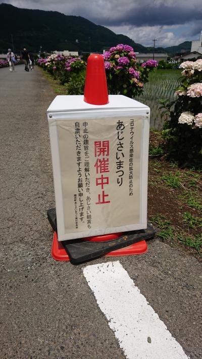 開成あじさい（あじさいまつりは2021年も中止）