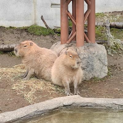 GWは2泊3日で北海道縦断　その③旭川動物園＆ちょびっと札幌で寄り道