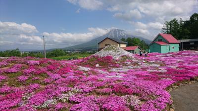 蘭越方面ドライブ②(帰りに)倶知安三島さんの芝桜庭園