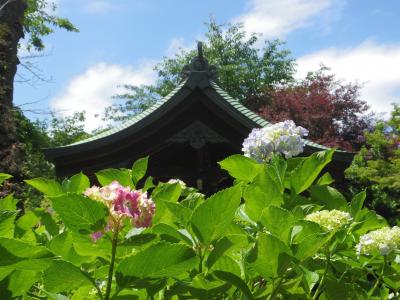 2021年6月5日　本土寺の紫陽花と菖蒲