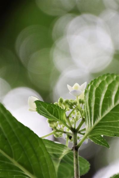 初夏の智光山公園の花散策～あじさい目当てで終焉のバラ園や花菖蒲田や池のほとりのドクダミも見応えあり