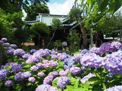 白山神社の紫陽花