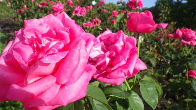 ハナショウブ＆薔薇　鶴舞公園その他