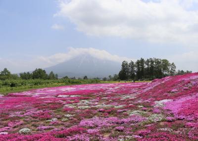 羊蹄山と芝桜の写真を撮りに行ってきた