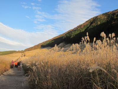 GO TO  トラベルで行く　仙石原の黄金のすすき　