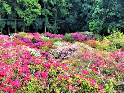 GW1.5Rゴルフ＆観光旅行～～♪♪（鷲の峯CC～足利CC多幸コース～笠間つつじ公園）