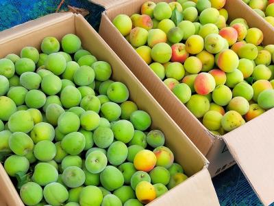 ■「南高梅」収穫の旅　2021年　3回目