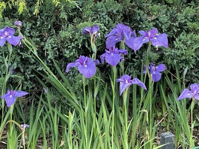 花を探して　浦安中央公園　弁天ふれあいの森公園