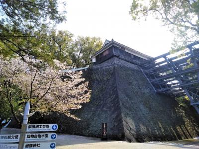 2019年4月　修復途上の熊本城と桜を眺めてティータイム