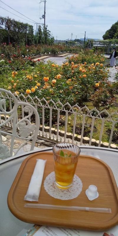 大安吉日、霊山寺とバラ園