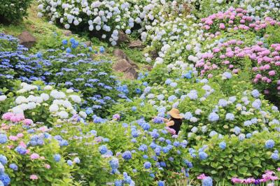 小田原城のアジサイ、圧巻です・・・