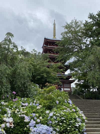 2021年6月　本土寺でアジサイ鑑賞