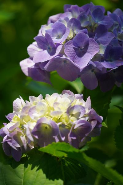 20210608-2 京都 梅雨時の京都府立植物園、其の二は紫陽花
